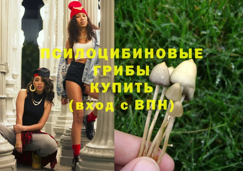 где купить   Шуя  Галлюциногенные грибы Psilocybe 